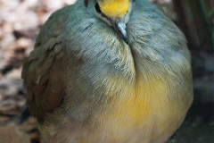 Sulawesi-ground-dove