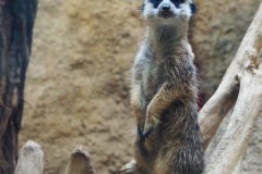 meercat