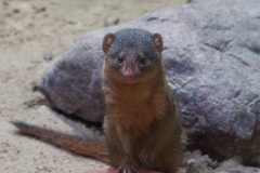 mongoose