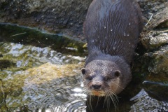 otter