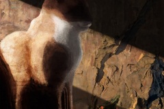 Egyptian cat