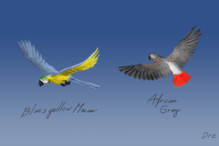 Parrots