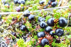 IMG_20200913_183002837-1