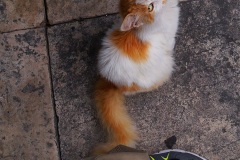 Untitled-2cat